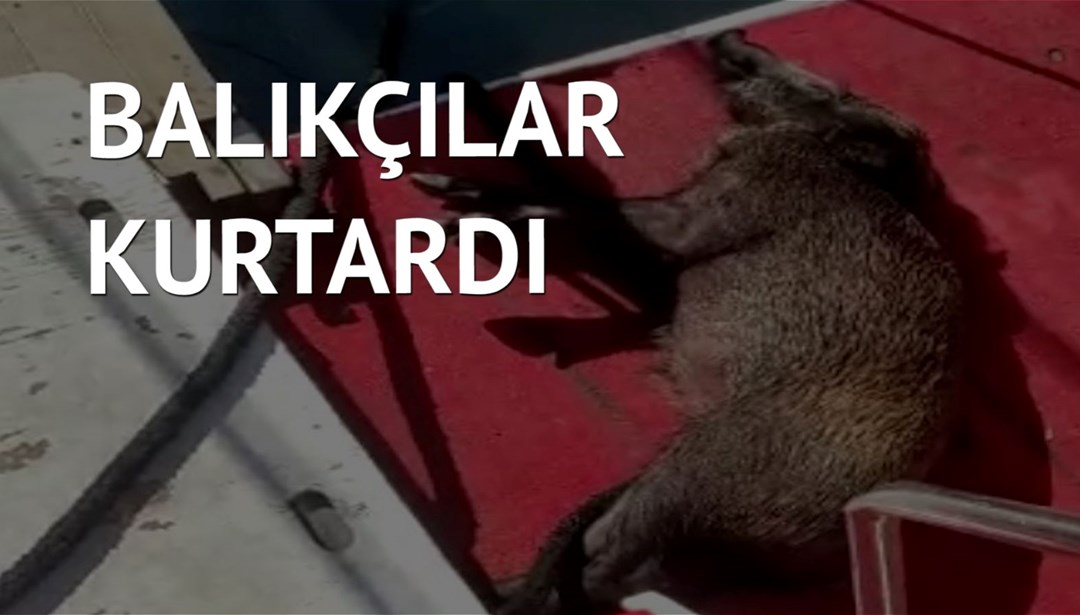 Yüzmekten bitkin düşen domuzun yardımına balıkçılar yetişti